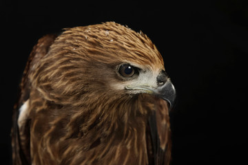 Close up red Hawk.