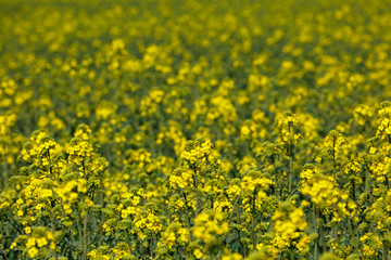 Blooming canola field - Rape on the field in summer