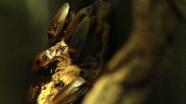 Moving cockroaches in a terrarium.
