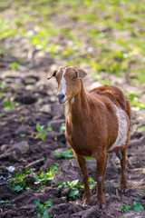 Obraz premium brown goat grazing alone at the farm yard