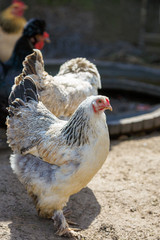 beautiful organic chickens on a farm