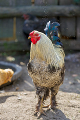Beautiful Rooster on nature background