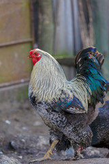 Beautiful Rooster on nature background