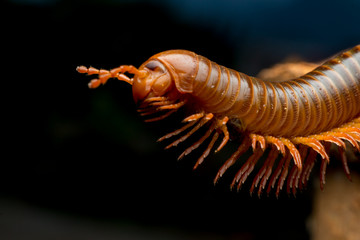 close up of the millipede walkking