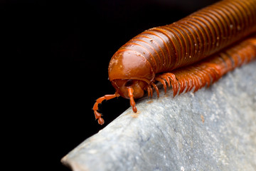 close up of the millipede
