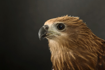 Close up red Hawk.