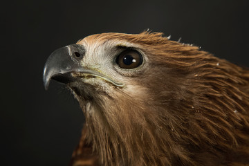 Close up red Hawk.