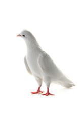 white pigeon