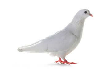white pigeon