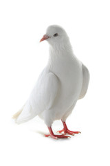 white pigeon