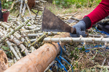 Obraz premium Farmer chopping cassava for planting on plot