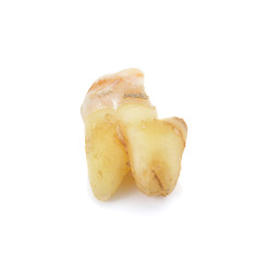 tooth isolated on white background