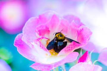 Bumble bee and pink roses.