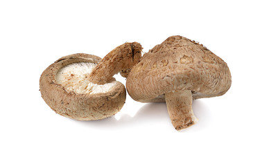 Shiitake mushroom on the White background