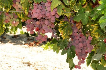 Red grapes on the vine, Spain © Arena Photo UK