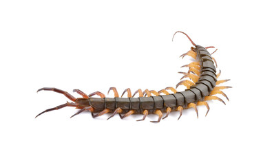 closeup of one brown centipede on white background