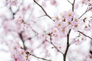 東海桜の花のアップ