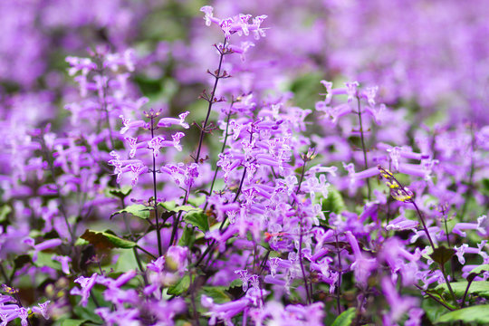 Lavender Field in the summer