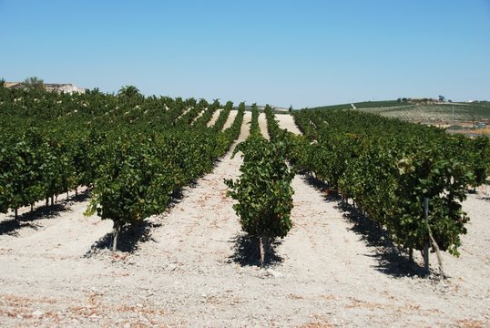 Spanish vineyard, Jerez de la Frontera &copy; Arena Photo UK