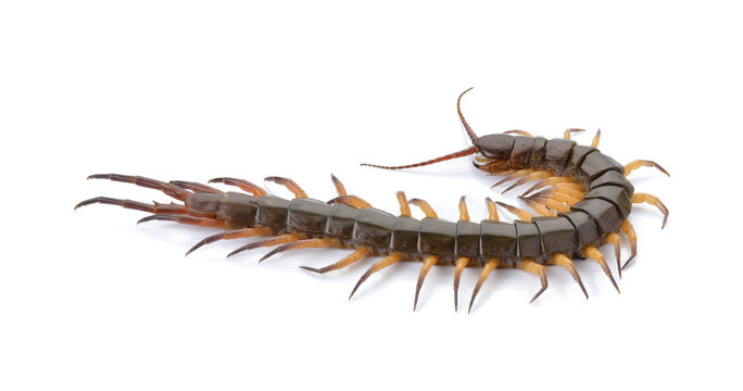 closeup of one brown centipede on white background