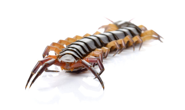 closeup of one brown centipede on white background