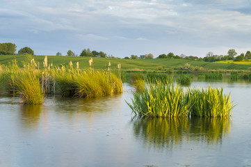  Irysy kwitnące nad polnym jeziorkiem  © Mike Mareen