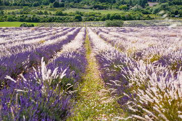 Fototapeta na wymiar Lavender fields near Valensole in Provence, France.