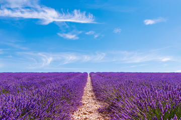 Obraz na płótnie Canvas Blooming lavender fields near Valensole in Provence, France.
