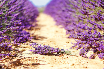 Blooming lavender fields near Valensole in Provence, France.