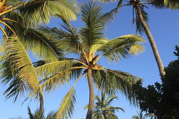 Fototapeta na wymiar пальмовые листья