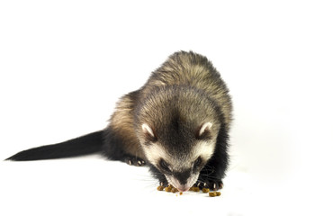 Ferret eats on a white background