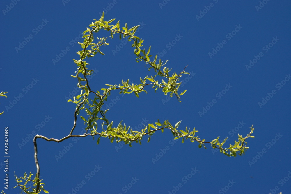 Fototapete branch of a tree in the shape of the letter e