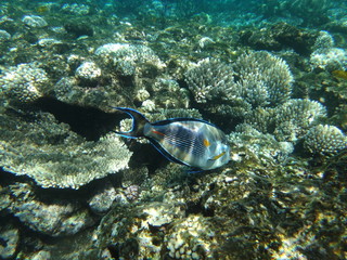 Obraz premium Рыбы Красного моря