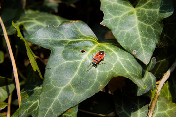 Firebug, Pyrrhocoris Apterus onLeaf