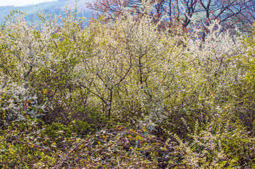 A big bush of hawthorn, crataegus monogyna,  in flower, in the italian country