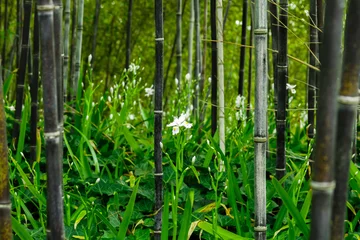  Iris japonica in rare black bamboo forest in Kyoto, Japan © stella_photo20