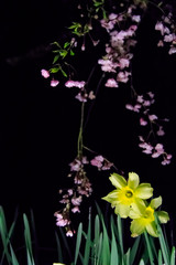 narcissus with cherry blossoms at night