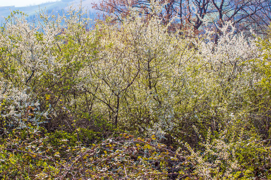 Fototapeta A big bush of hawthorn, crataegus monogyna,  in flower, in the italian country