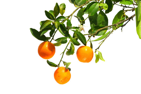 Oranges on a branch 