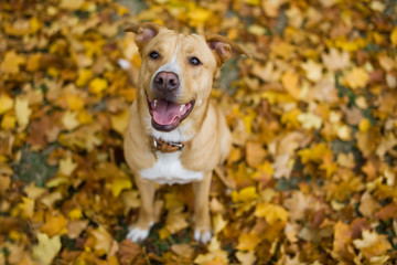 Dog on the yellow leaves