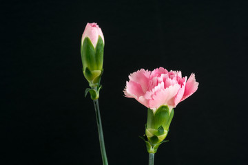 ピンクのカーネーション