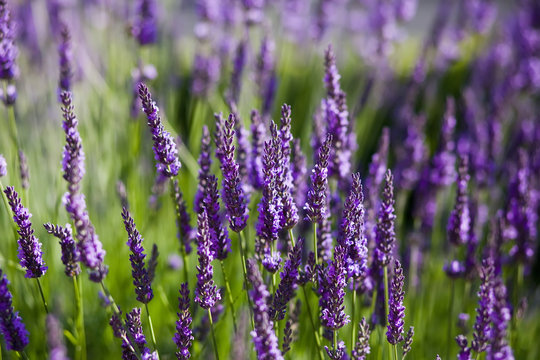 Blooming lavender © ivkate