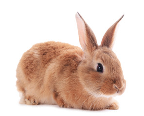 Little rabbit isolated on white