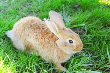 Little rabbit in grass close-up