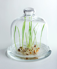 Sprouted grains in glass bottle isolated on white