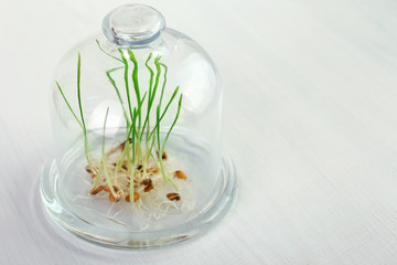 Sprouted grains in glass vase on windowsill background