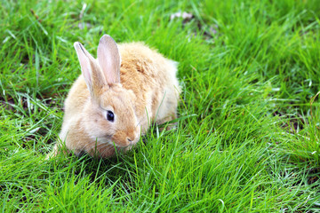 Little rabbit in grass close-up