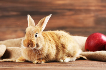 Little rabbit on wooden background