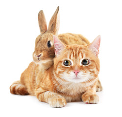 Fototapeta premium Red cat and rabbit isolated on white