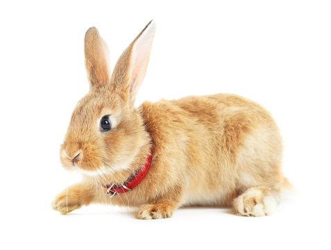 Red rabbit isolated on white